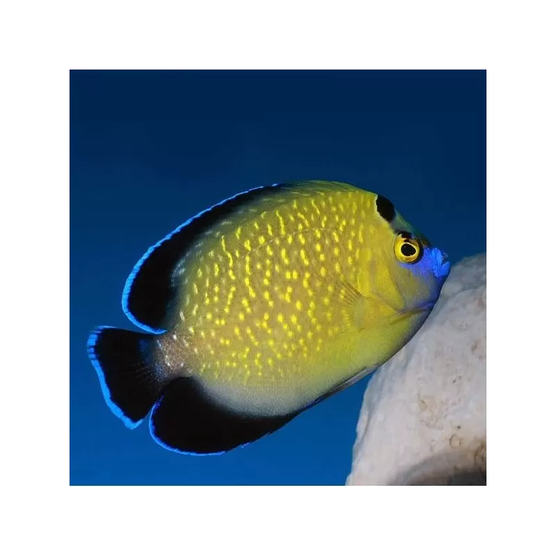Apolemichthys xanthopunctatus élevé en aquarium
