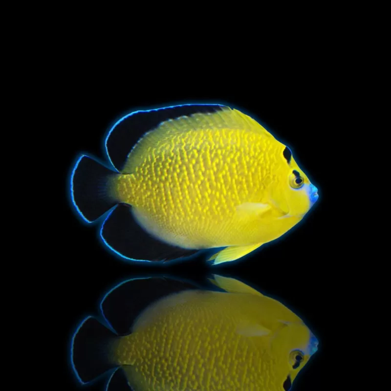Apolemichthys Xanthopunctatus| Coralandfishstore.nl Apolemichthys Xanthopunctatus| Coralandfishstore.nl