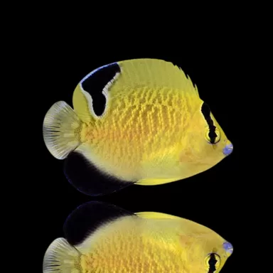 Apolemichthys Xanthopunctatus nakweek | Coralandfishstore.nl