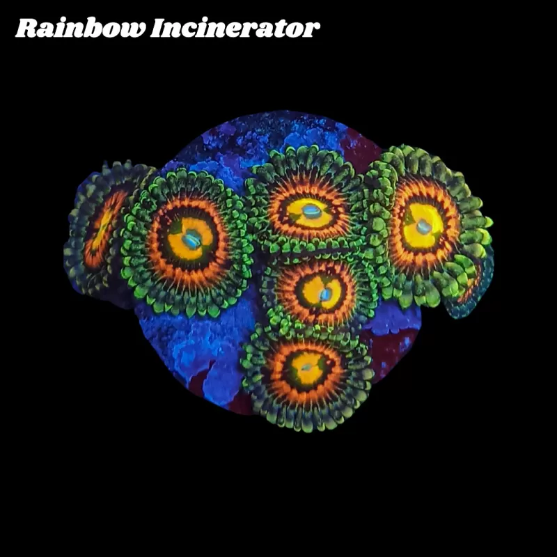Möchten Sie Zoanthus Rainbow Incinerator kaufen? | Corallandfishstore Möchten Sie Zoanthus Rainbow Incinerator kaufen? | Corallandfishstore