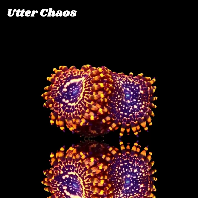 Möchten Sie Zoanthus Utter Chaos kaufen? | Corallandfishstore Möchten Sie Zoanthus Utter Chaos kaufen? | Corallandfishstore