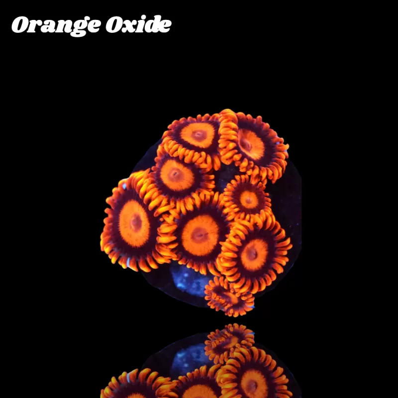 Kaufen Sie Zoanthus Orange Oxide Frag S-Größe | Coralandfishstore.nl Kaufen Sie Zoanthus Orange Oxide Frag S-Größe | Coralandfishstore.nl