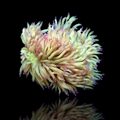 Catalaphyllia Jardinei sp. Gelb/Weiß kaufen? | Coralandfishstore