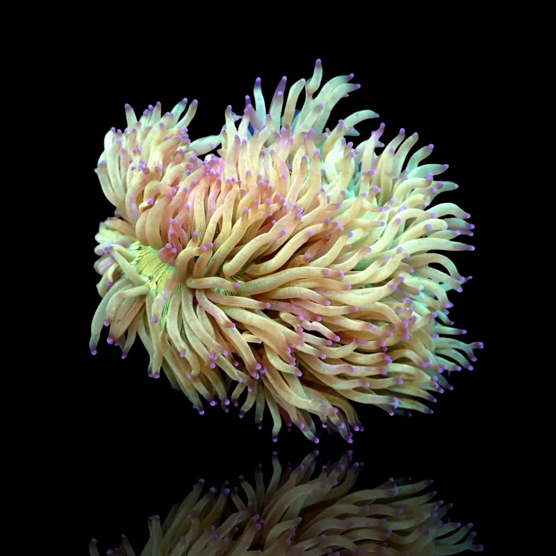 Catalaphyllia Jardinei sp. Gelb/Weiß kaufen? | Coralandfishstore Catalaphyllia Jardinei sp. Gelb/Weiß kaufen? | Coralandfishstore