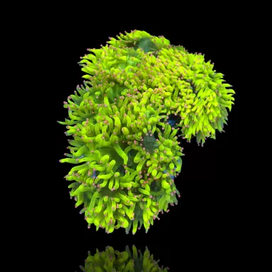 Catalaphyllia Jardinei sp. Gelb/Weiß kaufen? | Coralandfishstore