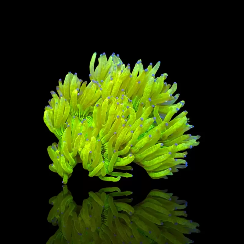 Catalaphyllia Jardinei sp. Gelb/Weiß kaufen? | Coralandfishstore Catalaphyllia Jardinei sp. Gelb/Weiß kaufen? | Coralandfishstore