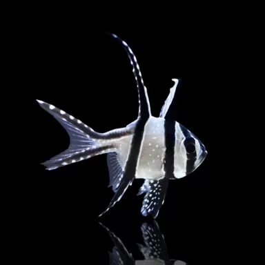 Pterapogon Kauderni | Coralandfishstore.nl