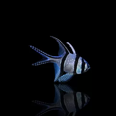 Pterapogon Kauderni | Coralandfishstore.nl