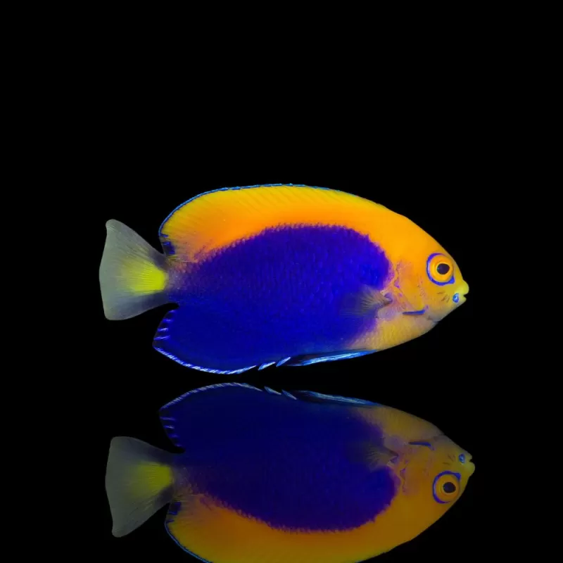 Centropyge Acanthops| Coralandfishstore.nl Centropyge Acanthops| Coralandfishstore.nl