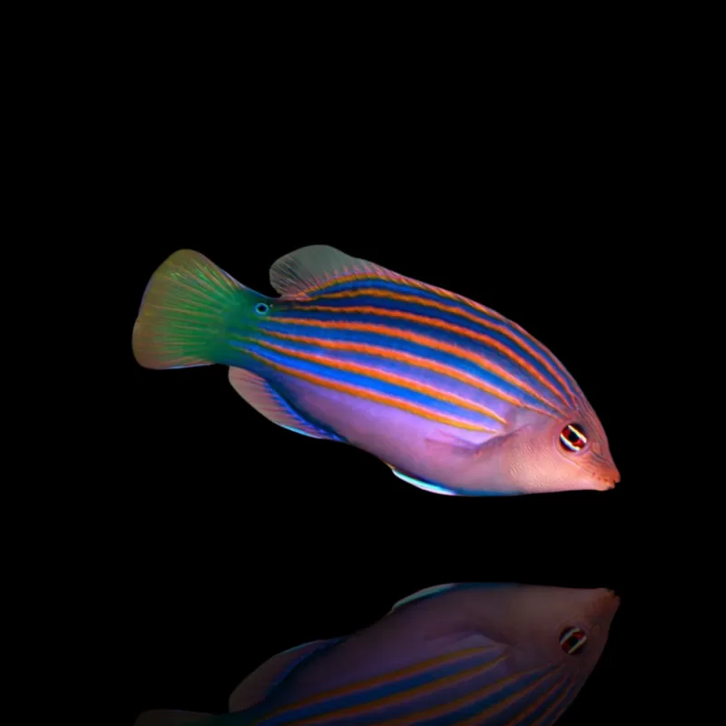 Möchten Sie Pseudocheilinus Hexataenia kaufen? | Coralandfishstore.nl Möchten Sie Pseudocheilinus Hexataenia kaufen? | Coralandfishstore.nl