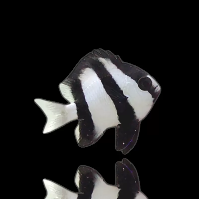 Dascyllus Aruanus | Coralandfishstore.nl Dascyllus Aruanus | Coralandfishstore.nl
