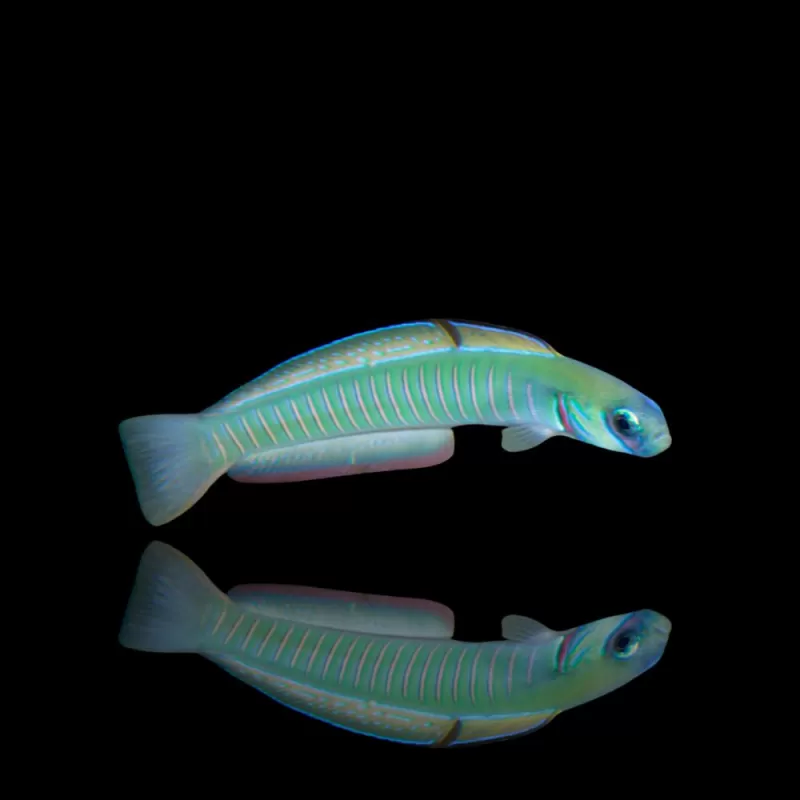 Ptereleotris Zebra bestellen? l Coralandfishstore.nl Ptereleotris Zebra bestellen? l Coralandfishstore.nl