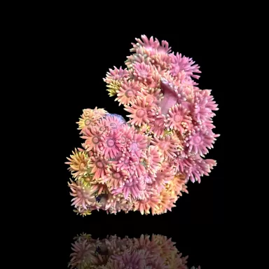 Vous souhaitez commander un Goniopora Rainbow Frag 2-3 cm ? sur Coralandfishstore.nl