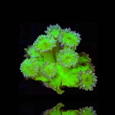 Souhaitez-vous commander du Goniopora Fire & Ice ? sur Coralandfishstore.nl