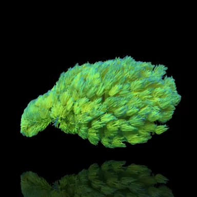 Goniopora Yellow Toxic