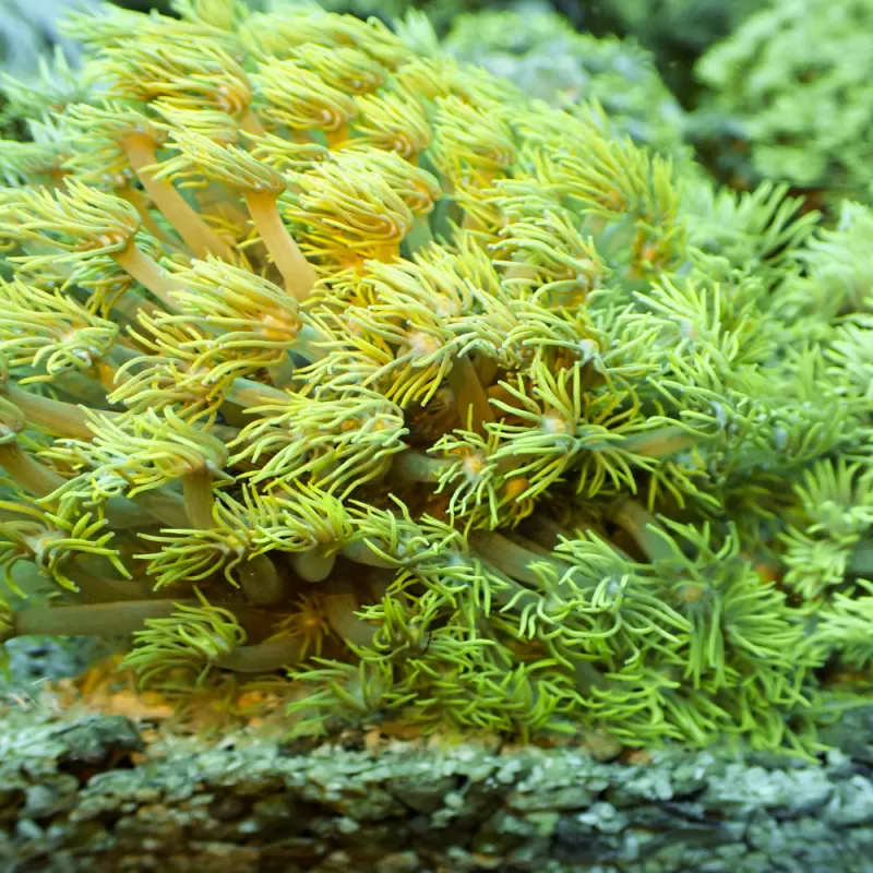 Commander du Goniopora jaune toxique ? Coralandfishstore.nl Commander du Goniopora jaune toxique ? Coralandfishstore.nl