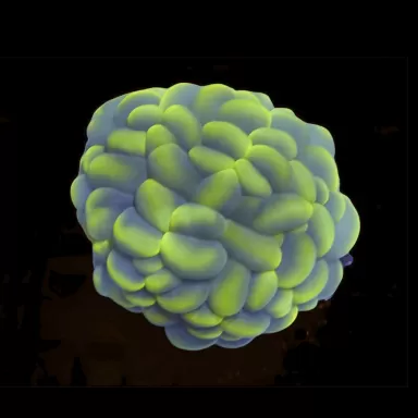 Möchten Sie Plerogyra Sinuosa kaufen?| Coralandfishstore.nl