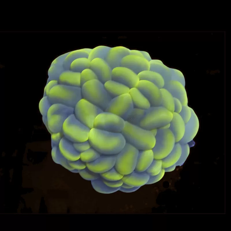 Plerogyra Sinuosa Œil de chat