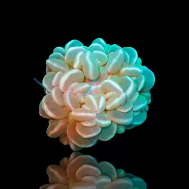 Möchten Sie Plerogyra Sinuosa kaufen?| Coralandfishstore.nl