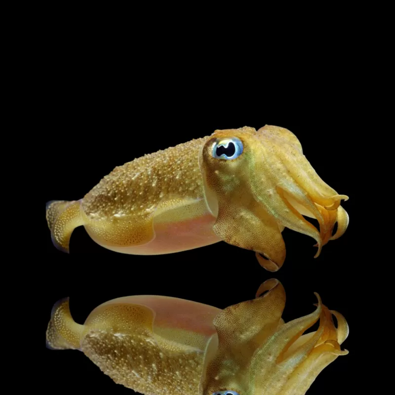 Sepia Bandensis |Coralandfishstore.nl Sepia Bandensis |Coralandfishstore.nl