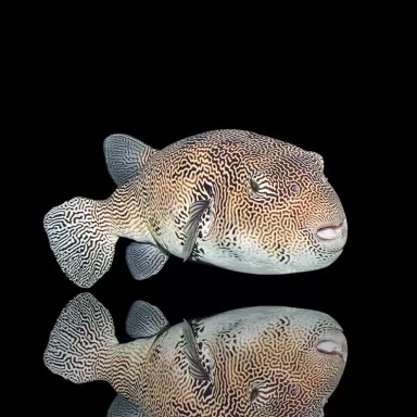 Möchten Sie Arothron Mappa kaufen? | Coralandfishstore.nl