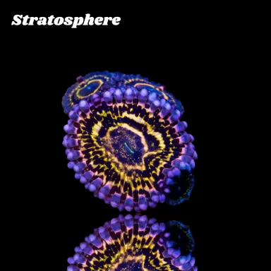 Möchten Sie Zoanthus Stratosphere kaufen? | Corallandfishstore