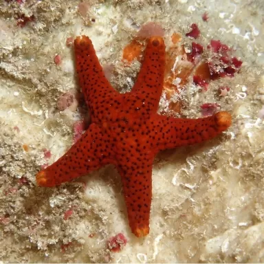 Fromia Milleporella oder den Poren-Seestern kaufen? Coralandfishstore.nl