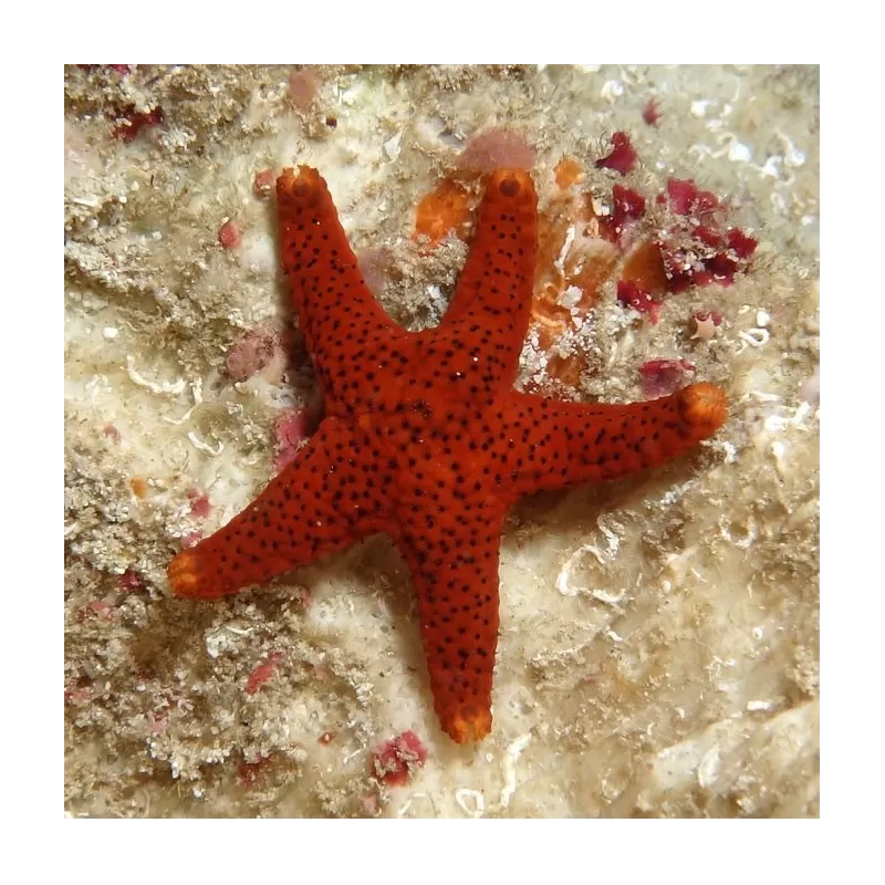 Fromia Milleporella oder den Poren-Seestern kaufen? Coralandfishstore.nl Fromia Milleporella oder den Poren-Seestern kaufen? Coralandfishstore.nl