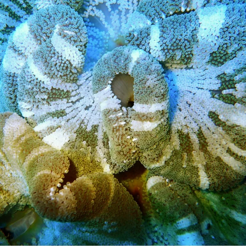 Stichodactyla gigantea grüner Streifen | Coralandfishstore.nl Stichodactyla gigantea grüner Streifen | Coralandfishstore.nl