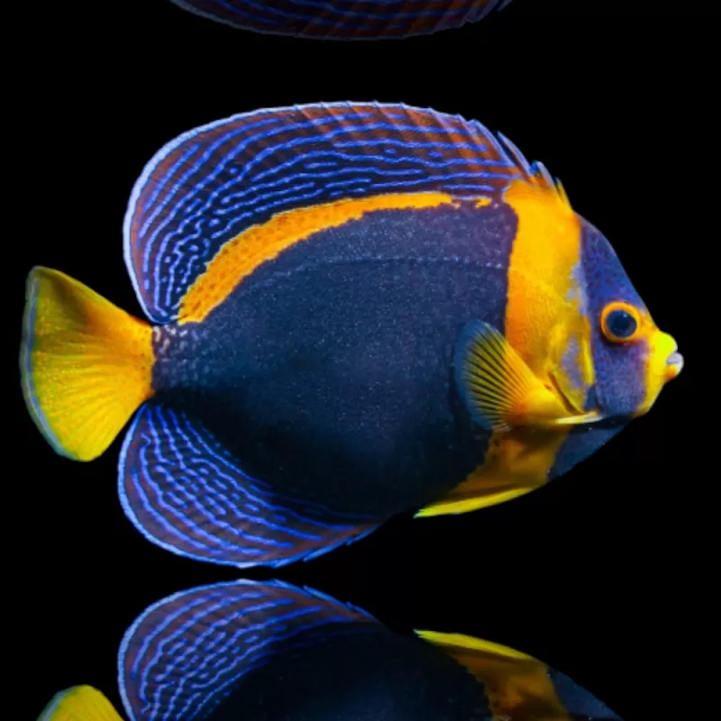 Chaetdontoplus Duboulayi weiblich | Coralandfishstore.nl Chaetdontoplus Duboulayi weiblich | Coralandfishstore.nl