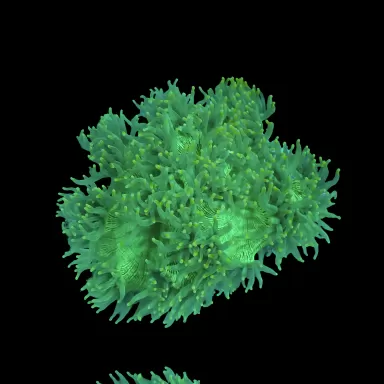 Catalaphyllia Jardinei sp. Gelb/Weiß kaufen? | Coralandfishstore