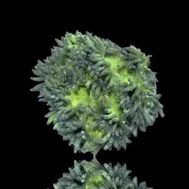 Catalaphyllia Jardinei sp. Gelb/Weiß kaufen? | Coralandfishstore