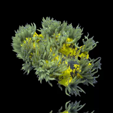 Catalaphyllia Jardinei sp. Gelb/Weiß kaufen? | Coralandfishstore