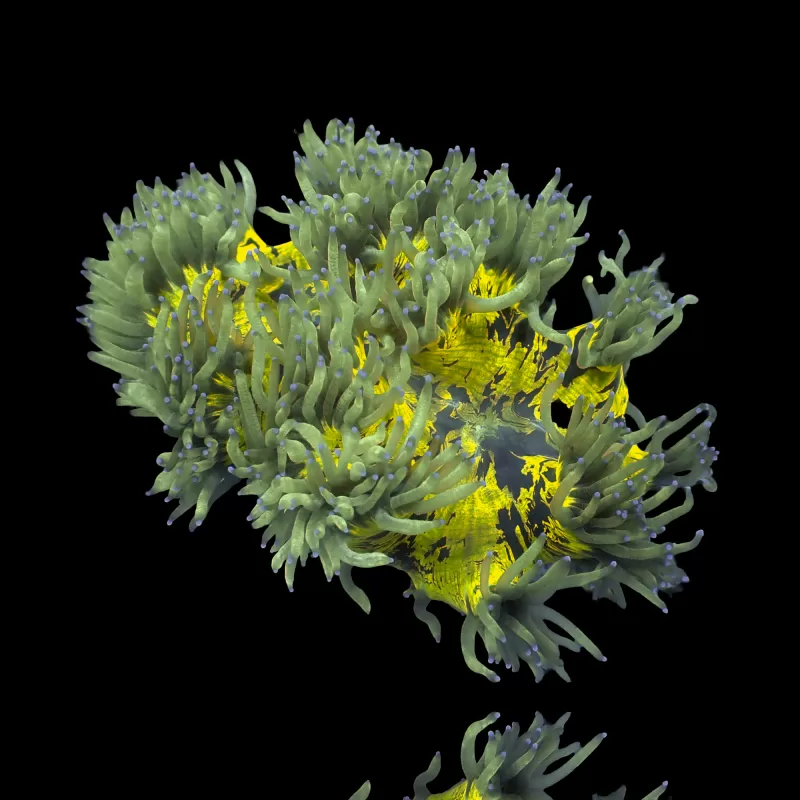 Catalaphyllia Jardinei sp. Gelb/Weiß kaufen? | Coralandfishstore Catalaphyllia Jardinei sp. Gelb/Weiß kaufen? | Coralandfishstore