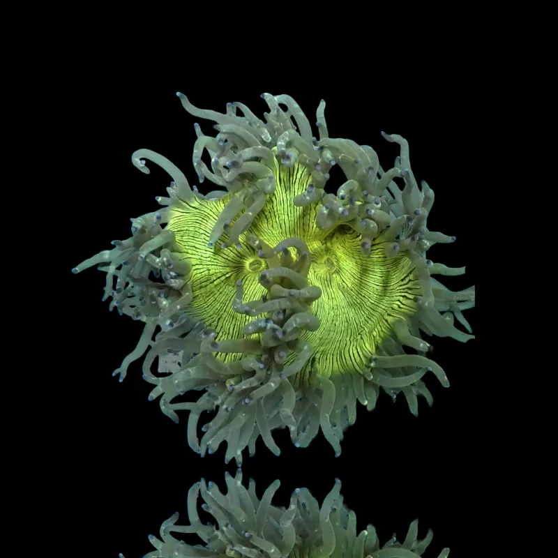 Catalaphyllia Jardinei sp. Gelb/Weiß kaufen? | Coralandfishstore Catalaphyllia Jardinei sp. Gelb/Weiß kaufen? | Coralandfishstore