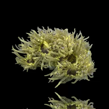 Catalaphyllia Jardinei sp. Gelb/Weiß kaufen? | Coralandfishstore