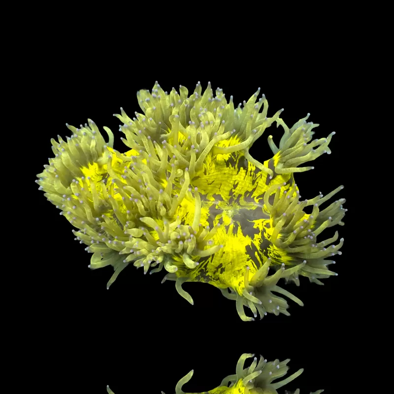 Catalaphyllia Jardinei sp. Gelb/Weiß kaufen? | Coralandfishstore Catalaphyllia Jardinei sp. Gelb/Weiß kaufen? | Coralandfishstore