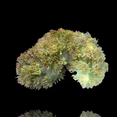 Catalaphyllia Jardinei sp. Gelb/Weiß kaufen? | Coralandfishstore