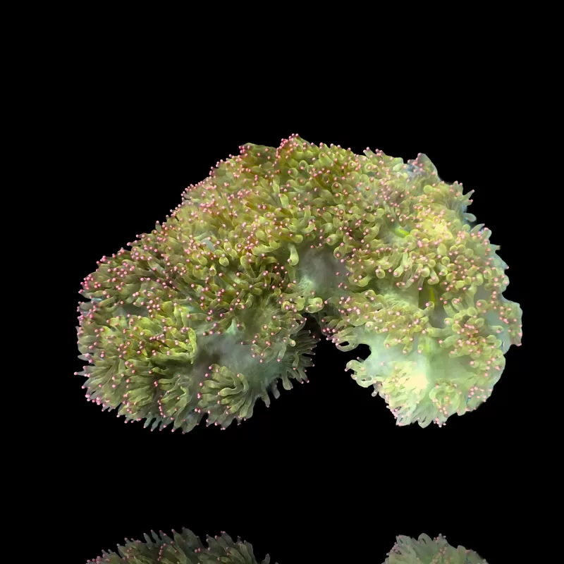 Catalaphyllia Jardinei sp. Gelb/Weiß kaufen? | Coralandfishstore Catalaphyllia Jardinei sp. Gelb/Weiß kaufen? | Coralandfishstore