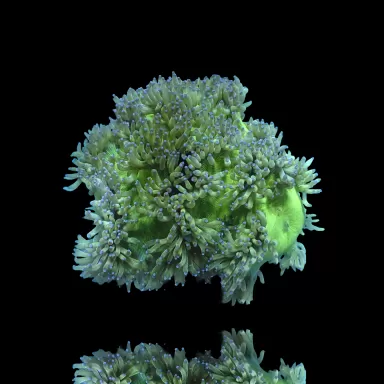 Catalaphyllia Jardinei sp. Gelb/Weiß kaufen? | Coralandfishstore