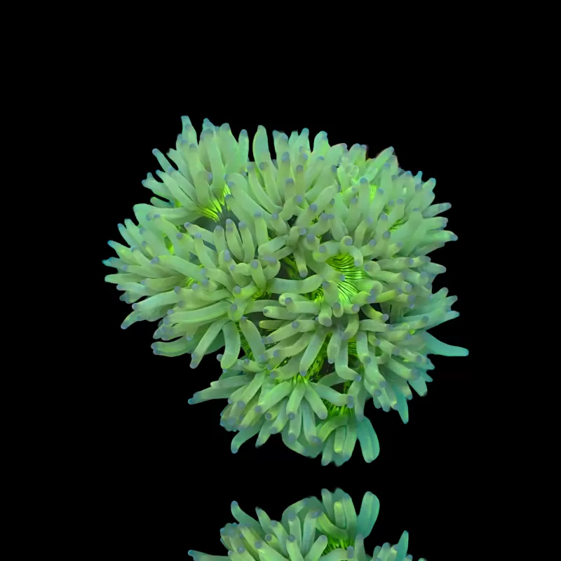 Catalaphyllia Jardinei sp. Gelb/Weiß kaufen? | Coralandfishstore Catalaphyllia Jardinei sp. Gelb/Weiß kaufen? | Coralandfishstore