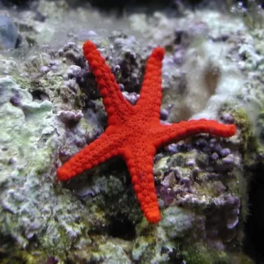 Fromia Milleporella oder den Poren-Seestern kaufen? Coralandfishstore.nl