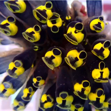 Clavelina Robusta Yellow M-Größe (Seescheiden) Köpfe? | Coralandfishstore.nl