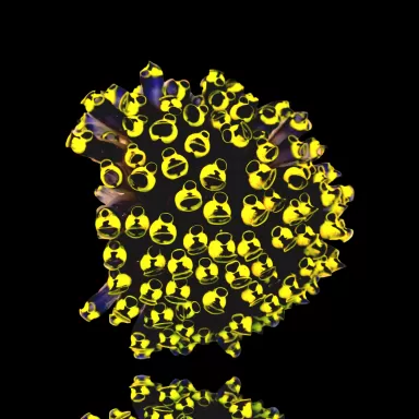 Clavelina Robusta Yellow M-Größe (Seescheiden) Köpfe? | Coralandfishstore.nl