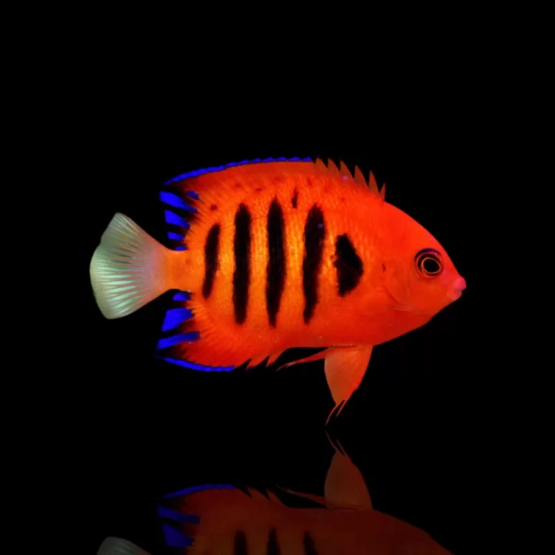 Möchten Sie Centropyge Loricula kaufen?| Coralandfishstore.nl Möchten Sie Centropyge Loricula kaufen?| Coralandfishstore.nl