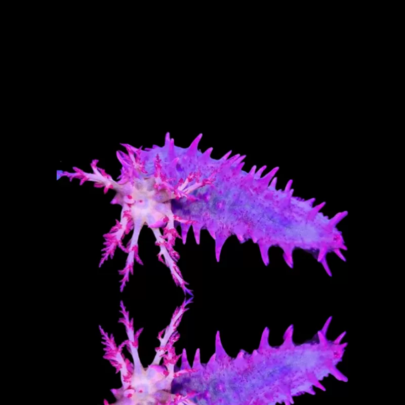 Colochirus Crassus | Coralandfishstore.nl Colochirus Crassus | Coralandfishstore.nl