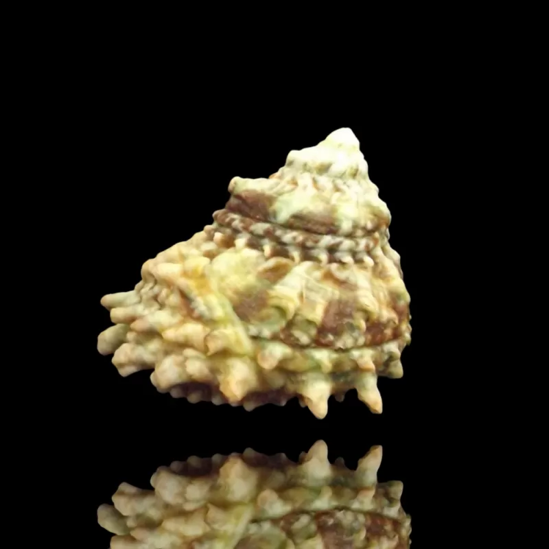 Möchten Sie eine Astrea caelata-Schnecke kaufen? | Coralandfishstore.nl Möchten Sie eine Astrea caelata-Schnecke kaufen? | Coralandfishstore.nl