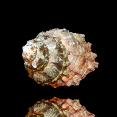 Möchten Sie eine Astrea caelata-Schnecke kaufen? | Coralandfishstore.nl