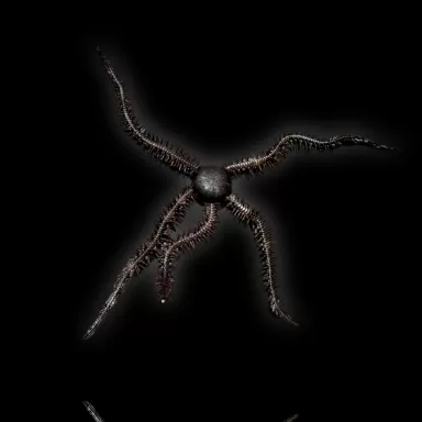 Ophiocoma echinata