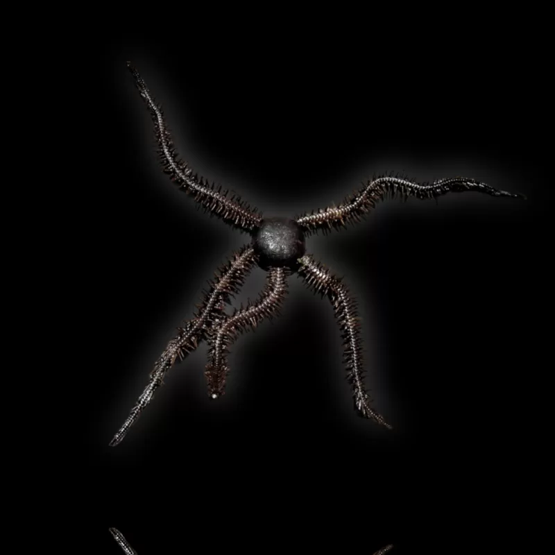 Möchten Sie Ophiocoma echinata Schlangenstern kaufen? | Coralandfishstore.nl Möchten Sie Ophiocoma echinata Schlangenstern kaufen? | Coralandfishstore.nl